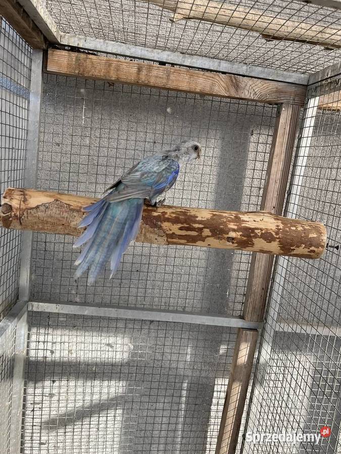 Rozelle białolice Ptaki Sośnicowice