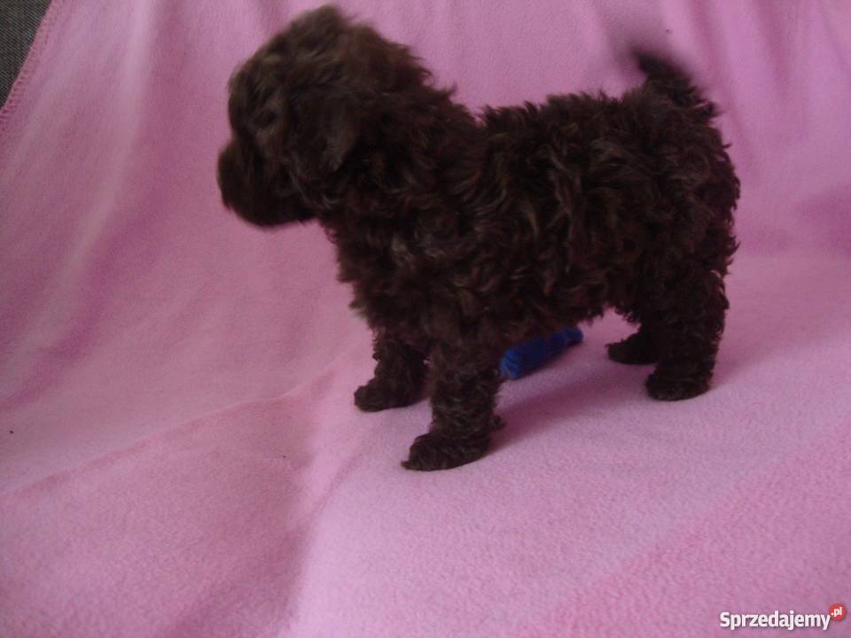 bolończyk kolorowy piesek czekoladowy Kościan