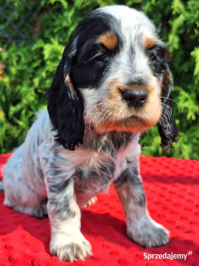 Cocker spaniel angielski Cocker Spaniel Kowal