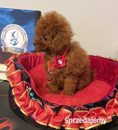 Pudel Toypudelek red śliczna suczka Częstochowa