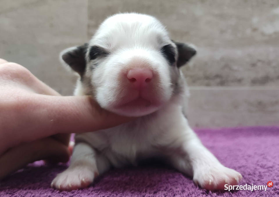 Rasowy pies bluemerle Border Collie z pełną dok podkarpackie Iwonicz