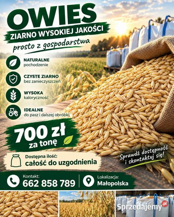 Owies bingo zbiór 2026 Spytkowice