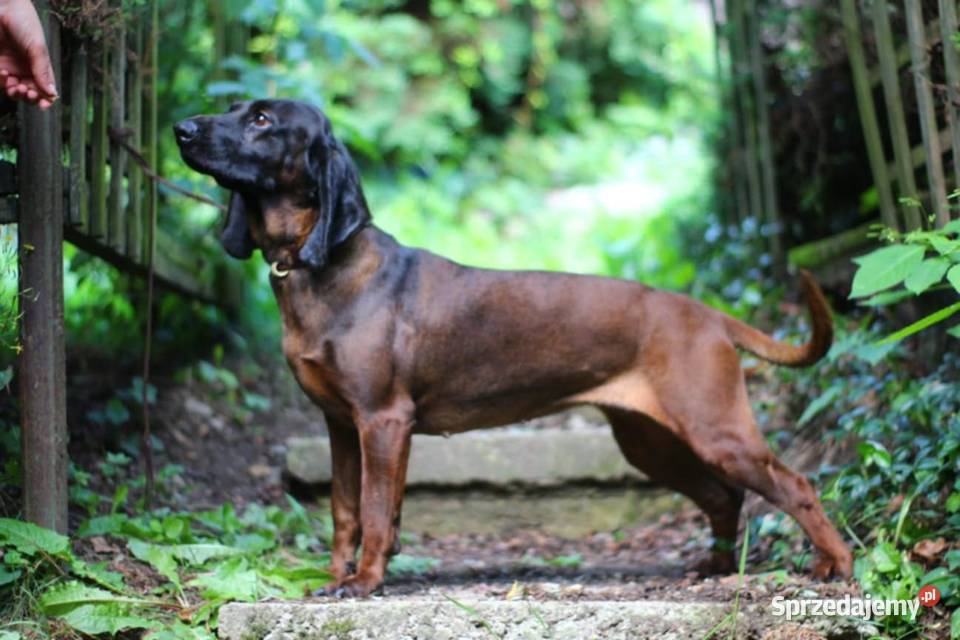 Posokowiec bawarski Strzeleczki