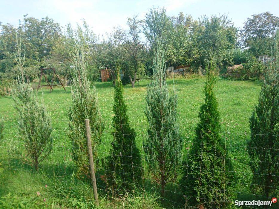 Odstąpię ogródek działkowy ROD ŁĄCZNOŚĆ WROCŁAW siatka