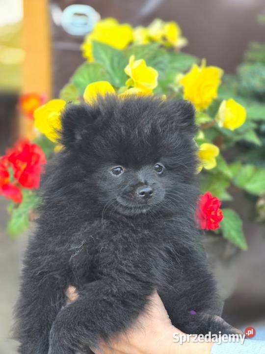 Szpic miniaturowy pomeranian