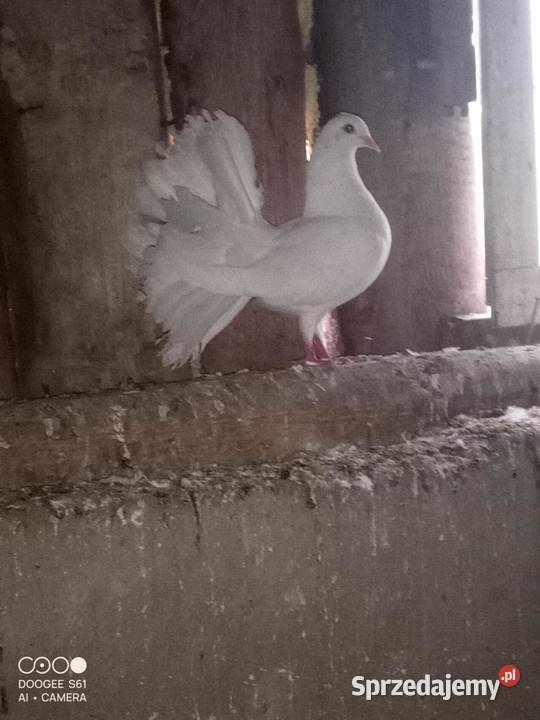 sprzedam gołębie pawiki 35 parę Buczyniec
