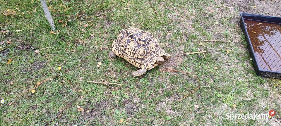 Żółwie Lamparcie Stigmochelys pardalis ok 20 Opole
