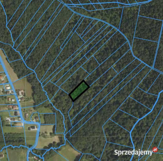 Las Karwodrza połowa polna małopolskie