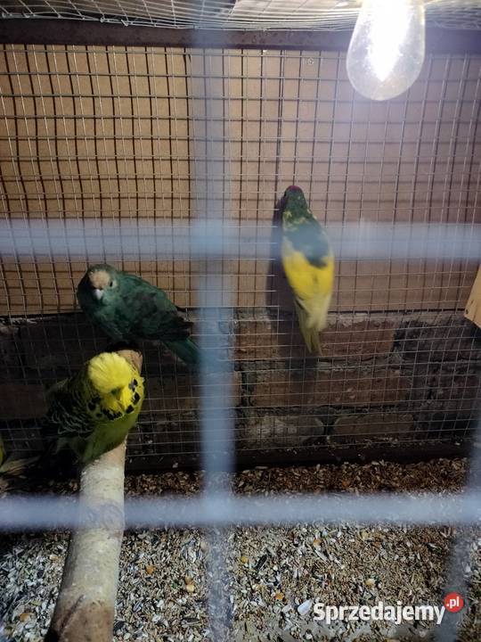 Sprzedam papugi Ptaki