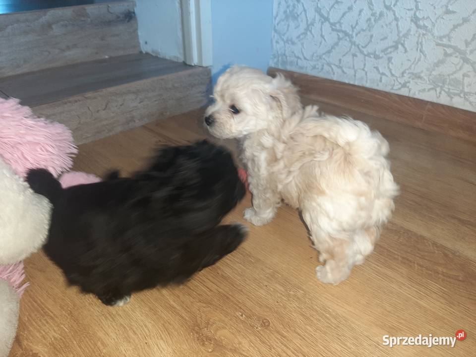 Bisspoo FRISPOO Maltipoo Pozostałe Zamość