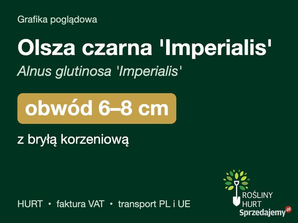 Olsza czarna Imperialis obwód 68 z bryłą HURT sprzedam