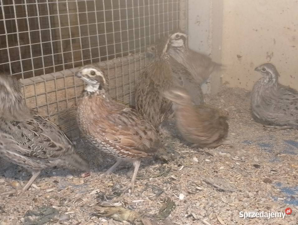 Przepióry wirginijskie wielkopolskie Dubin