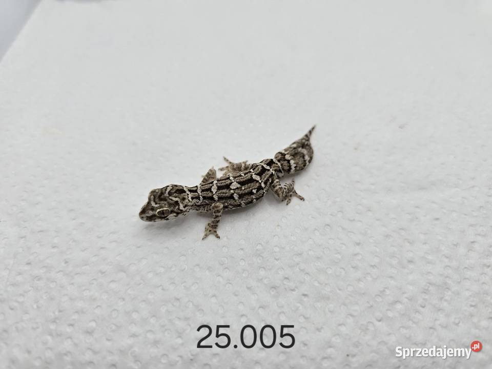 Gekon żmijowy Zawiercie sprzedam