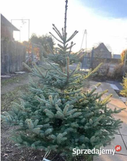 Świerk Srebrny Cięty PRODUCENTA dolnośląskie Długołęka