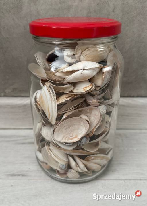 Muszle muszelki ozdobne naturalne Polska Łódź