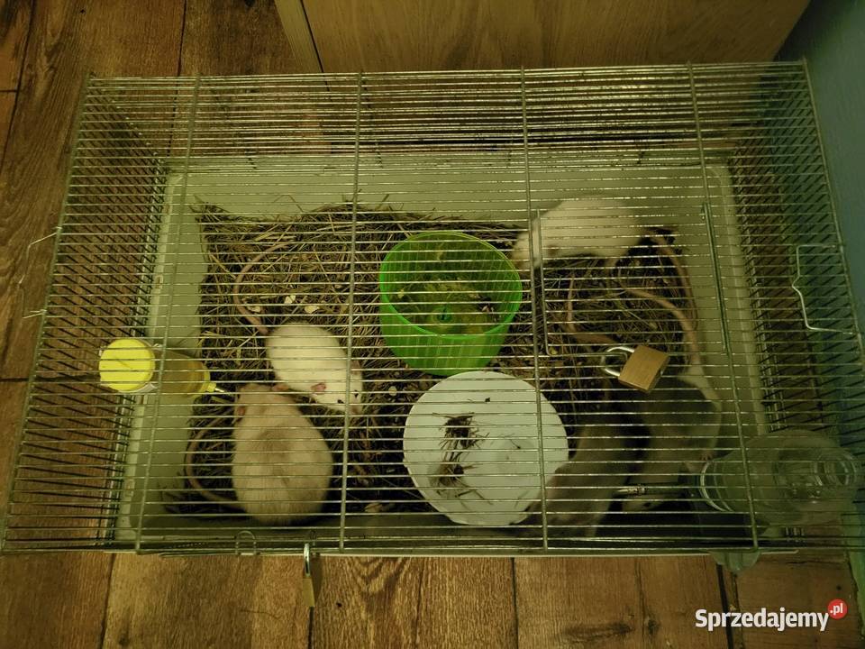 Sprzedam szczury hodowane Zgierz