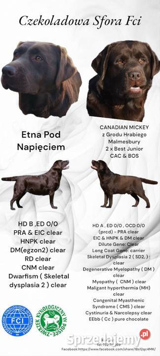 Labrador Retriever Czekoladowe Szczeniaki Zwierzęta