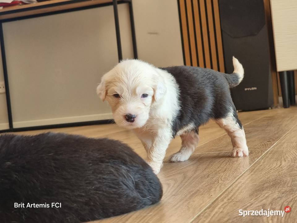 Owczarek staroangielski Bobtail Psy mazowieckie Serock