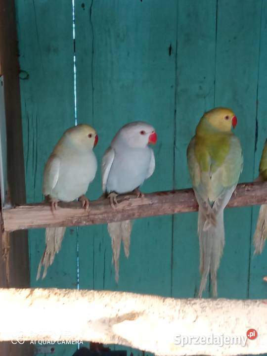 Aleksandretty obrożne różne mutacje małopolskie Skała