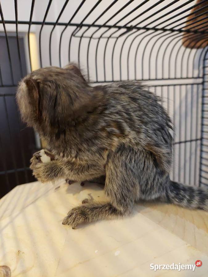 Małpka Marmozeta Białoucha Warszawa