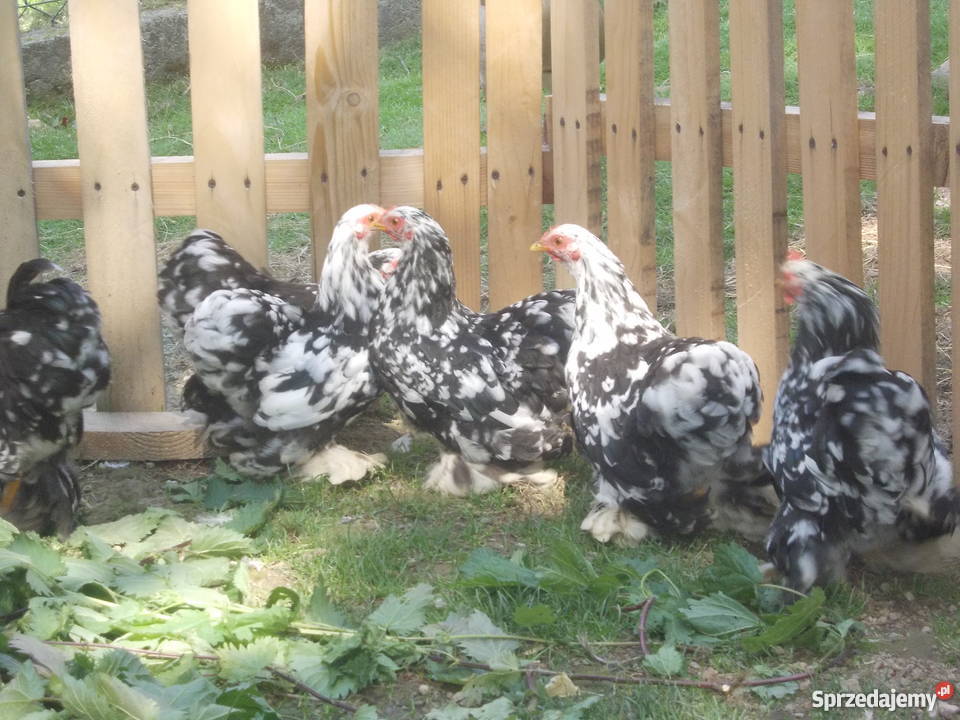 Kochin miniaturowy pary Czchów