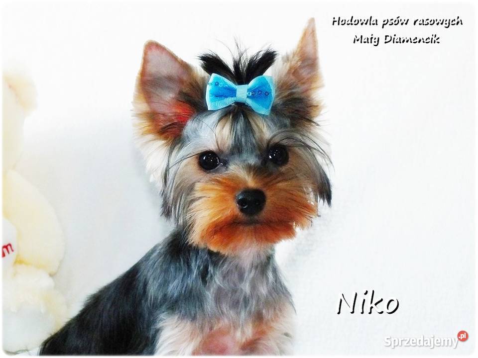 York Yorkshire Terrier Malutki Mini XS Piesek Żary