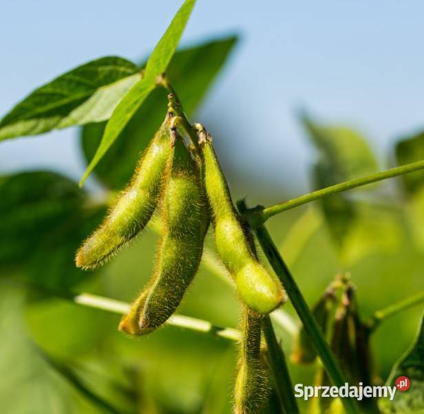 Soja AMIATA Top Farms nasiona Radom