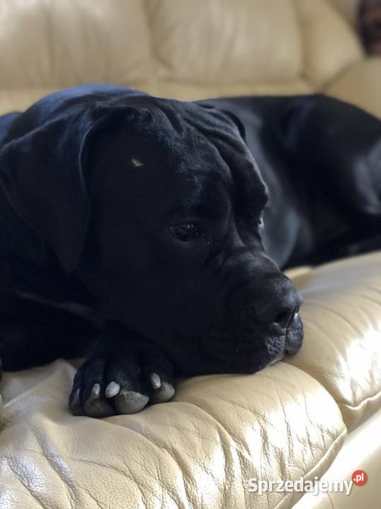 Cane corso Italiano reproduktor
