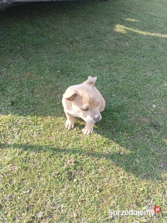 Amstaff staffordshire terrier Łęczna sprzedam