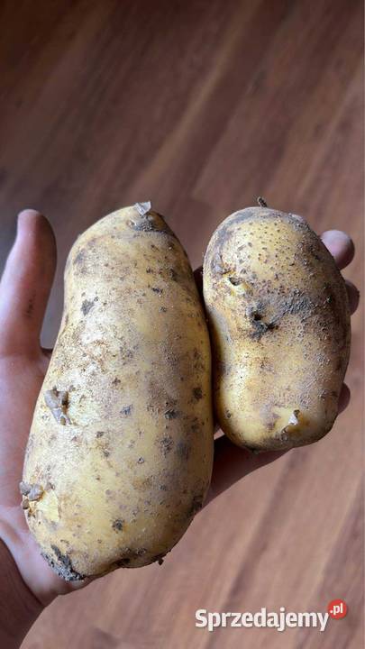 Ziemniaki bellarosa Soraya