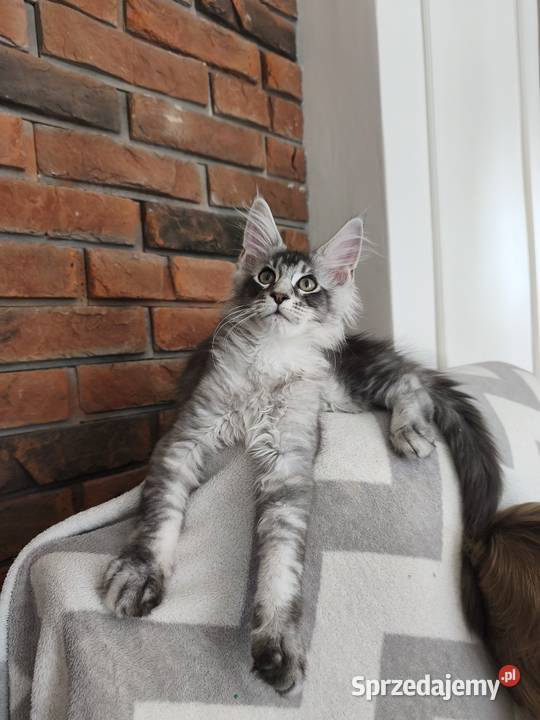 Kocurek Maine coon Amon podkarpackie Lipa
