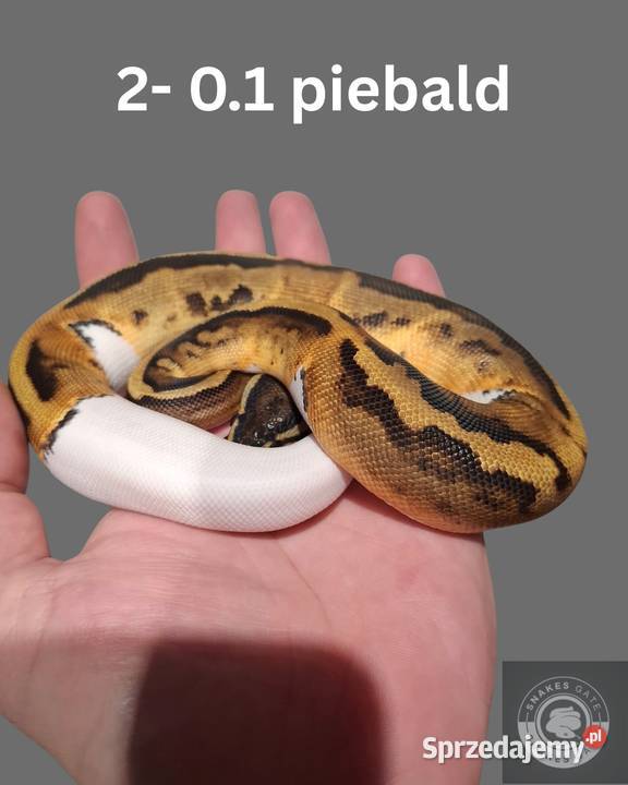 Pyton Królewski Piebald Koszalin sprzedam