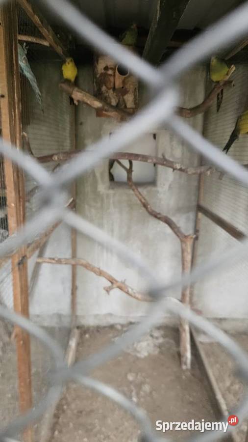 Sprzedam papugi Bergi górskie Buk sprzedam