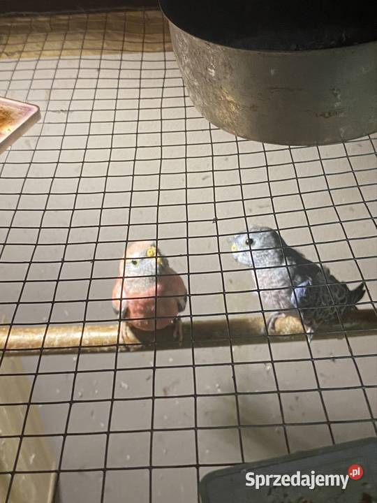 Spzedam papugi lilianki Tarnów