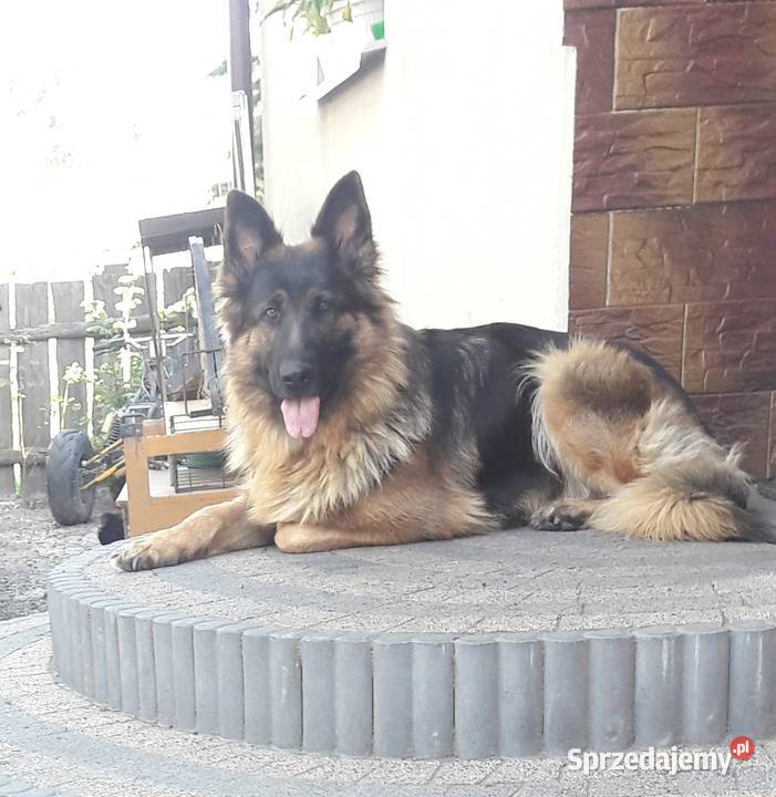 owczarek niemiecki szczeniaki Zamość sprzedam