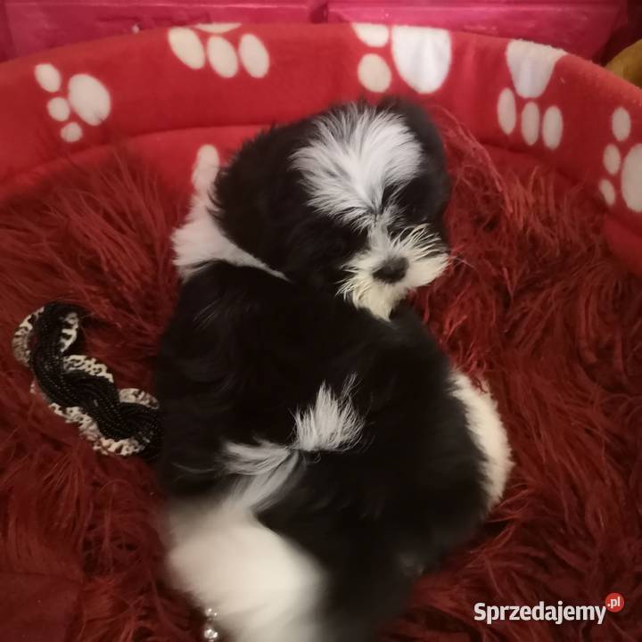 SHIH TZU SUCZKA Szczeniaczek Biało czarna sprzedam