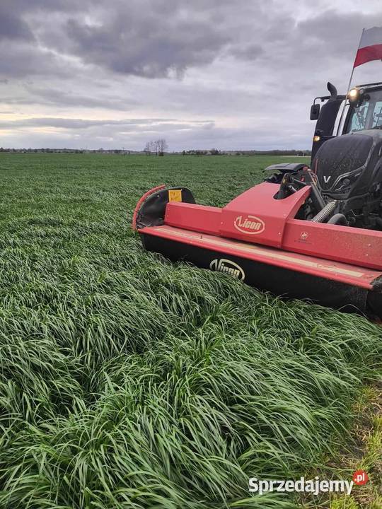 DSV mieszanka Gorzowska poplonowa na słabe gleby Kartuzy