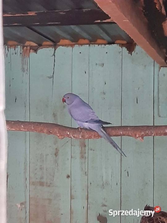 Aleksandretty obrożne różne mutacje Skała