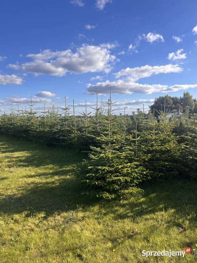 Działka 2826 m Strzelinko prąd altana kontener rekreacyjna pomorskie sprzedam