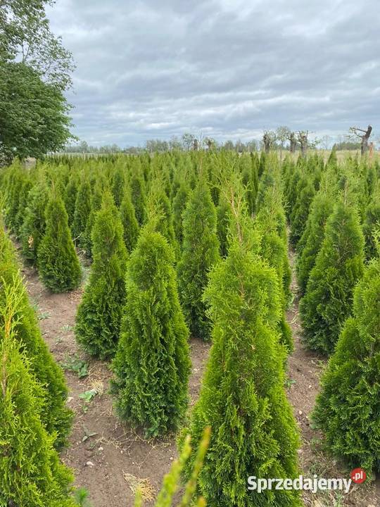 TujaThujaTuje Szmaragd 140210 kujawsko-pomorskie Rypin