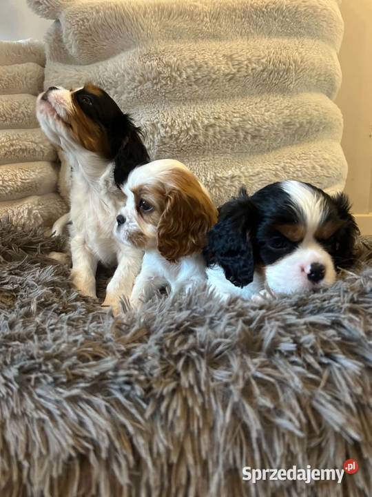 Cavalier King Charles Spaniel szczeniaki na Olsztyn sprzedam