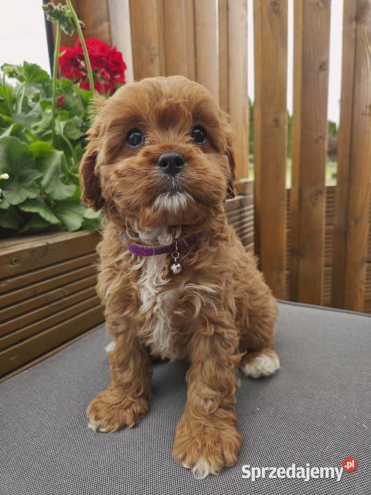 Śliczne Cavapoo