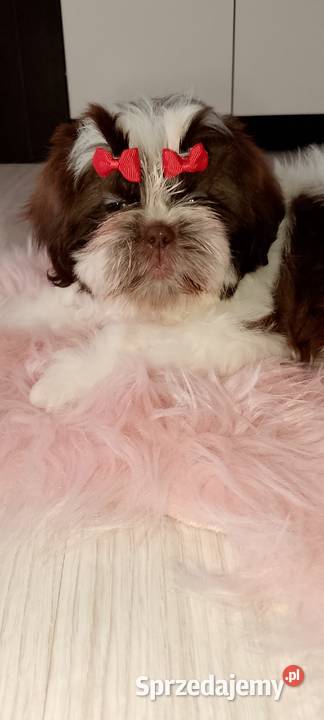 Gotowa do odbioru suczka rasy ShihTzu wielkopolskie Kępno
