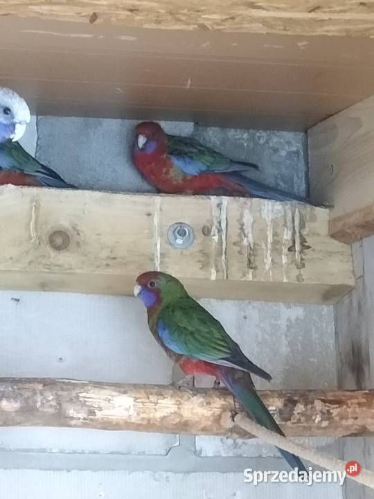 rozelle Krosno sprzedam