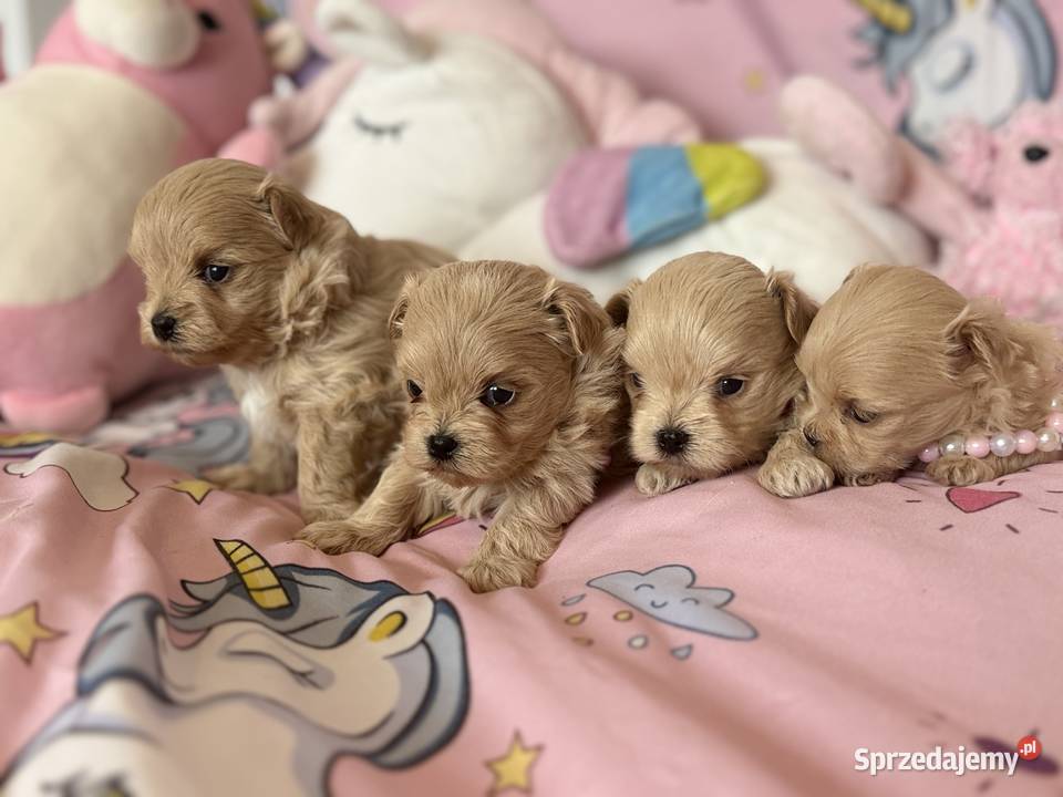 Maltipoo szczenięta Pozostałe małopolskie Polanka Wielka