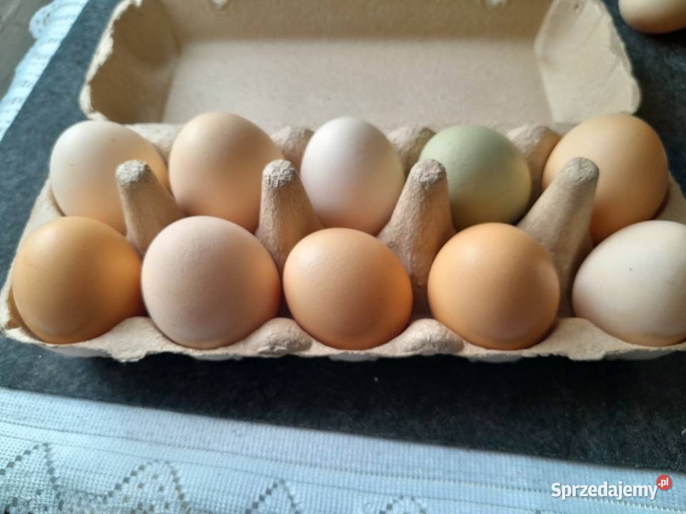 Sprzedam swojskie jajka śląskie Bargłówka