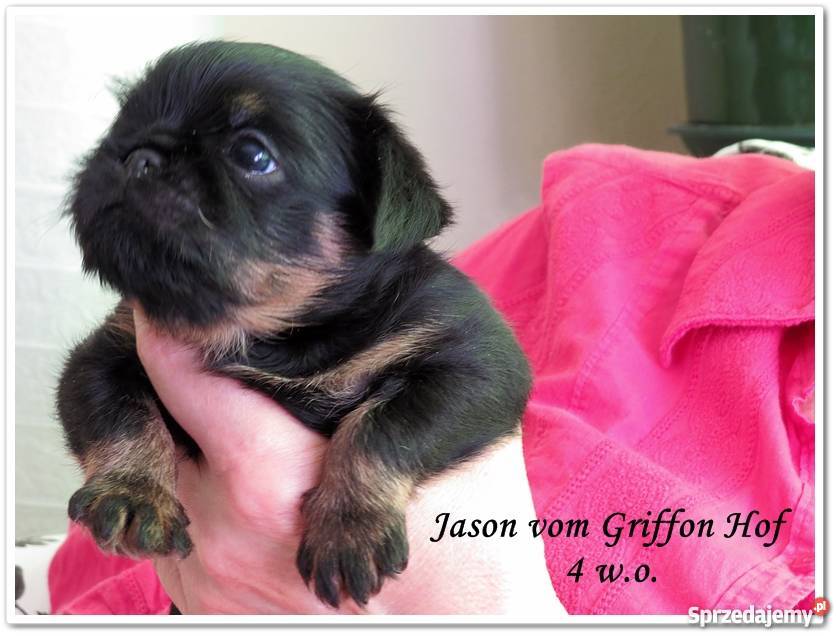 Gryfonik belgijski Jason vom Griffon Hof rodowód Warszawa