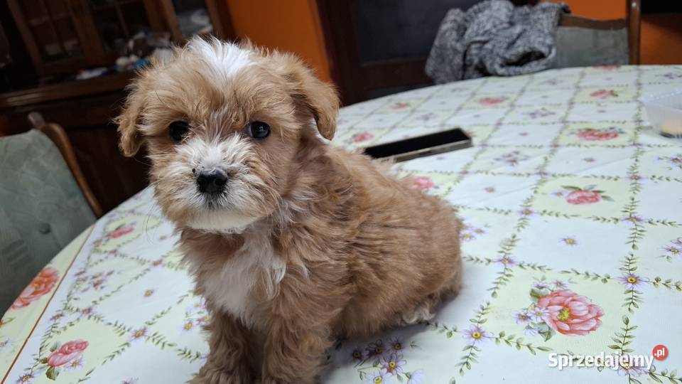 Maltipoo z metryką warmińsko-mazurskie Ełk