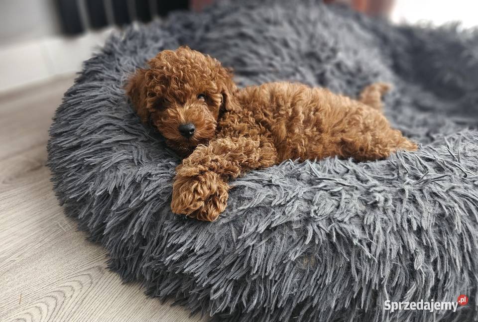 Piesek toy red brown Zwierzęta Zbrudzewo