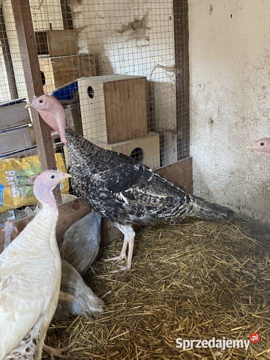 Indor Kruszewo sprzedam